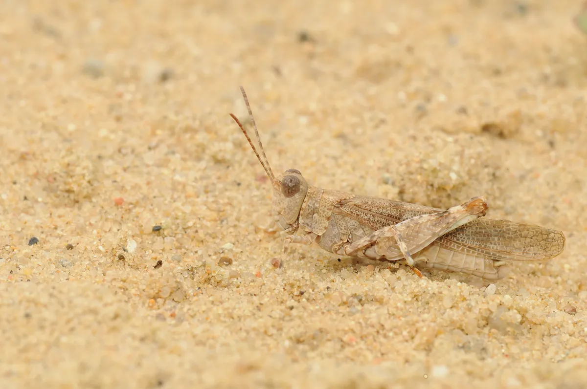 Dynamic Content Image