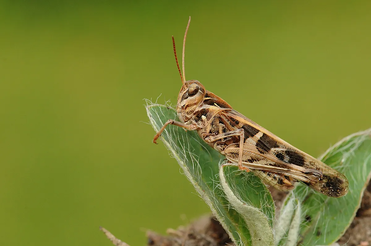 Dynamic Content Image