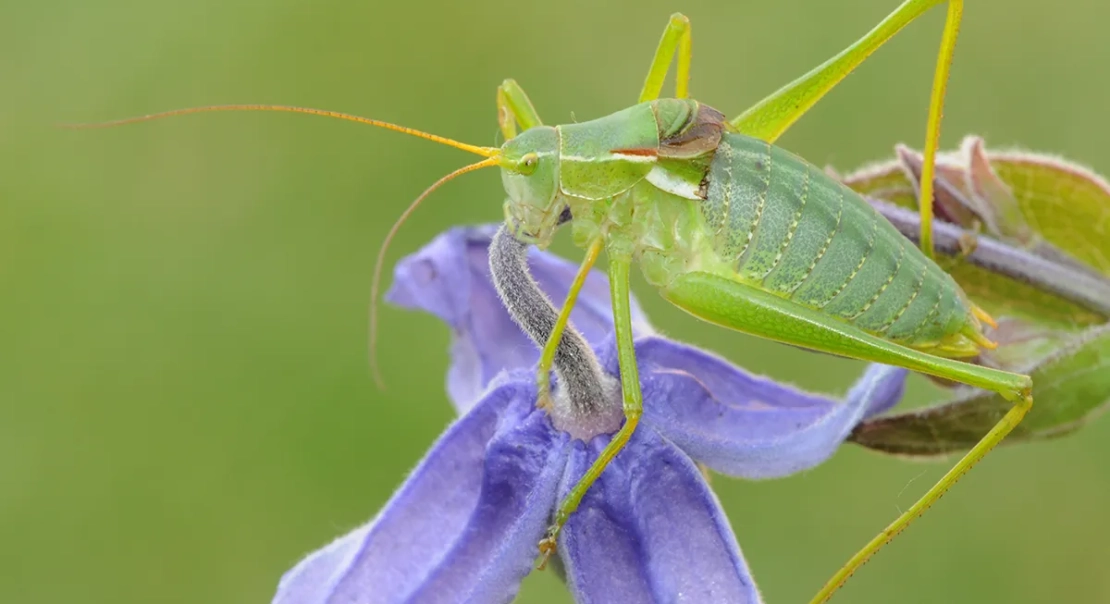 kobylka čelnatá (Isophya costata)