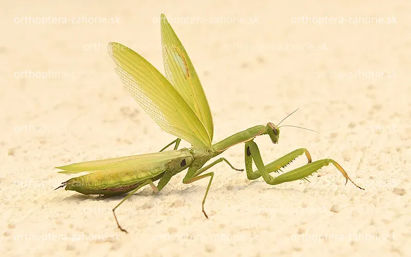 mantis religiosa