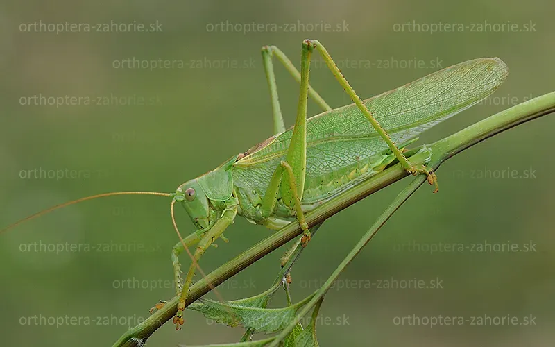 tettigonia viridissima