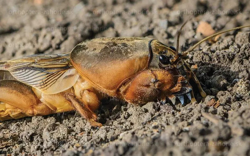gryllotalpa gryllotalpa