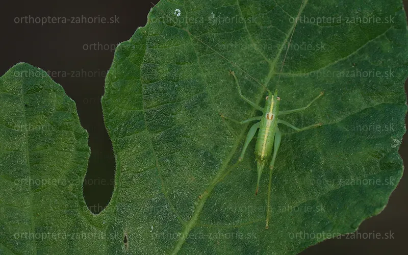 meconema meridionale