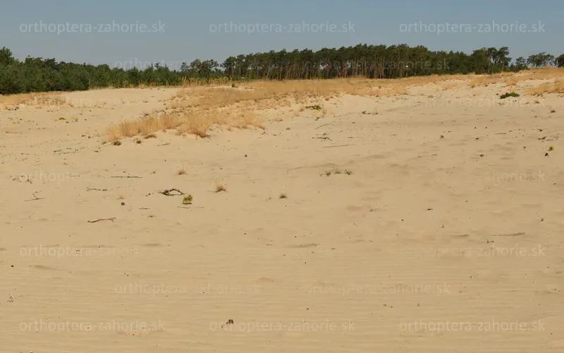 duna na Záhorí