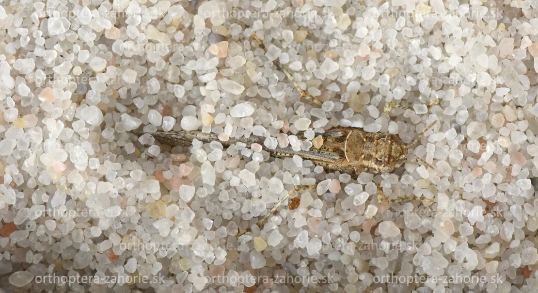 acrotylus burrowed