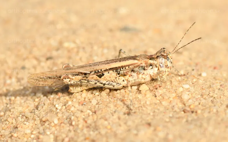 acrotylus longipes