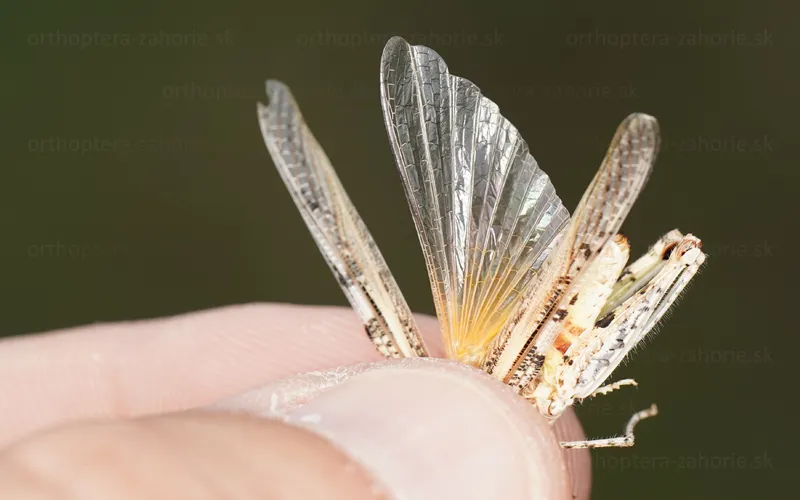 acrotylus longipes detail