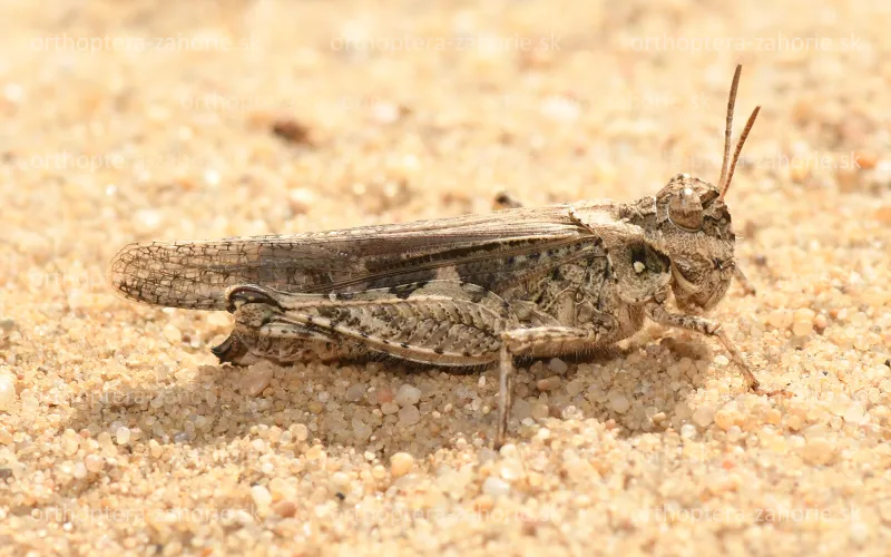 acrotylus insubricus