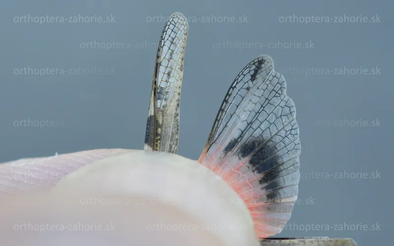 acrotylus insubricus detail