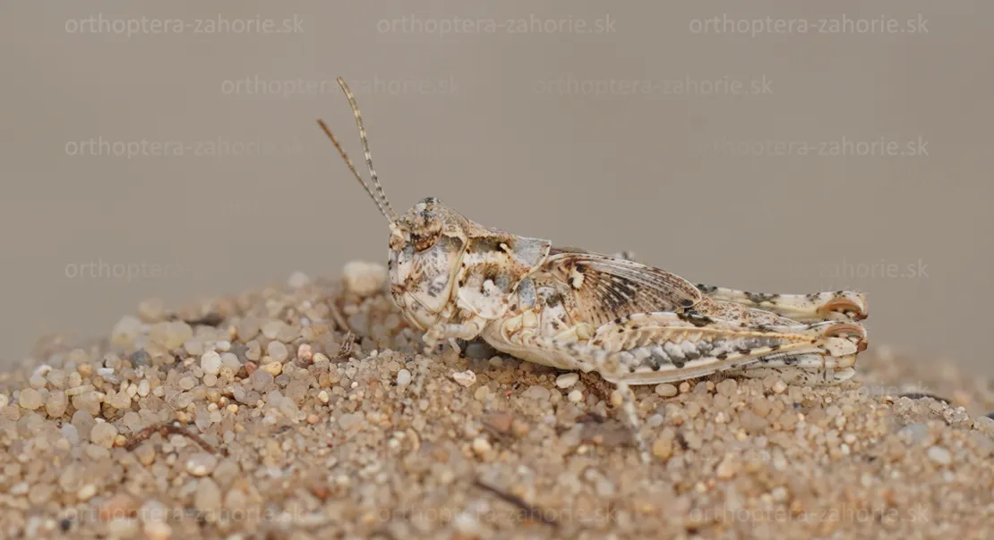 acrotylus longipes nymph